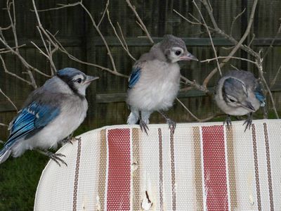Blue Jay Juvenile