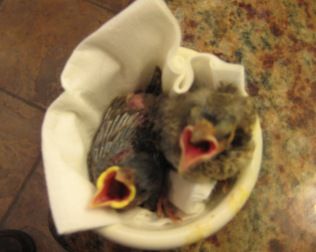 kép innen:http://www.austinareawildliferehab.org/Gallery/Birds/FinchandSparrowNestlings.JPG