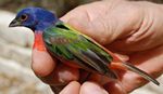 31. Painted Bunting