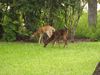 1. Black (Melanistic) Fawn With Normal Twin In Austin