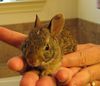 2. Cottontail Baby
