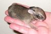 3. Cottontail Baby Eyes Closed