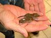 4. Field Mice Babies