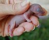 9. Fox Squirrel - Newborn