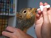 8. Fox Squirrel Baby Nursing