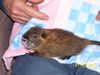 11. Nutria Juvenile