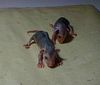 14. Opossum Babies Eyes Closed