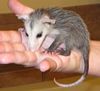 16. Opossum Weaned Baby