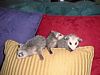 15. Opossums Three Babies