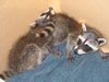 19. Raccoons Orphaned Juveniles