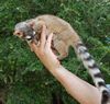 20. Ringtail Cat