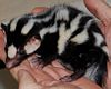 24. Spotted Skunk