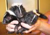 25. Striped Skunk Babies
